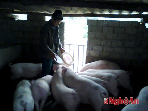 Đàn lợn thịt của nhà anh Lâm xóm 2, Diễn An, Diễn Châu.