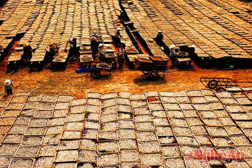 Phơi cá ở phường Quỳnh Dị, thị xã Hoàng Mai