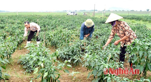 Thu hoạch ớt ở xã Hưng Long.