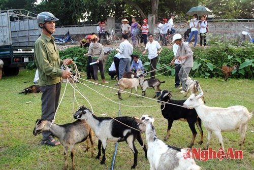 l Người dân xã Nghĩa Phúc nhận dê sinh sản của chương trình về nuôi.