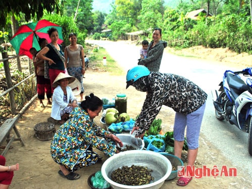 Người dân bán ve sầu bên lề Quốc lộ 7.