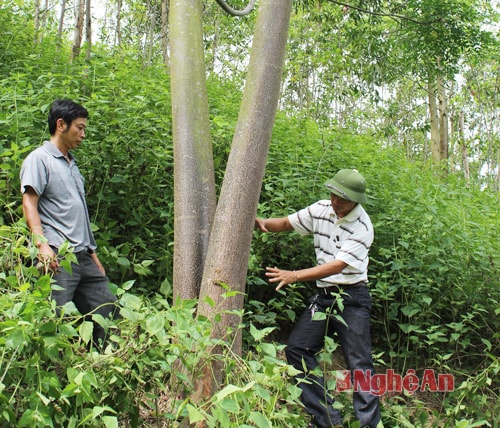 Cán bộ xã Mường Típ (Kỳ Sơn) kiểm tra mô hình trồng rừng của đồng bào trên địa bàn.