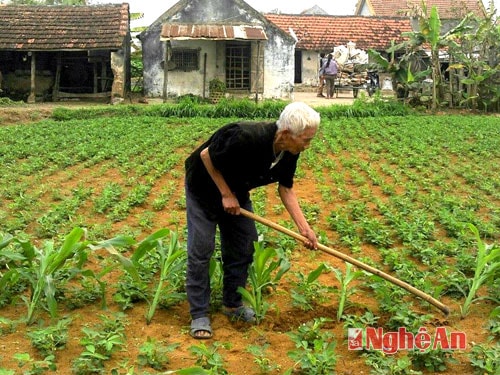 Ông  Vũ Tàng làm vườn.