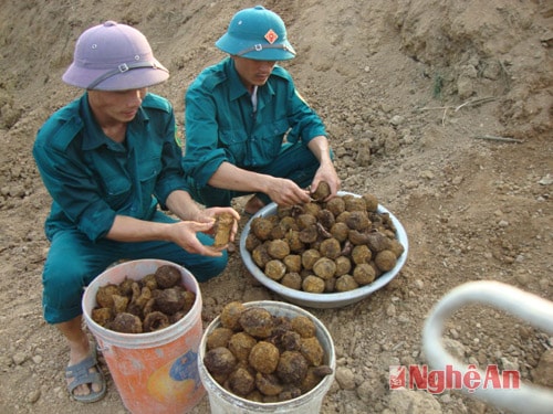 Quả bom bi được phá hủy.