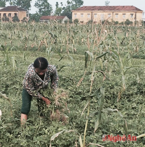 Vùng màu ở Diễn Hoàng (Diễn Châu).