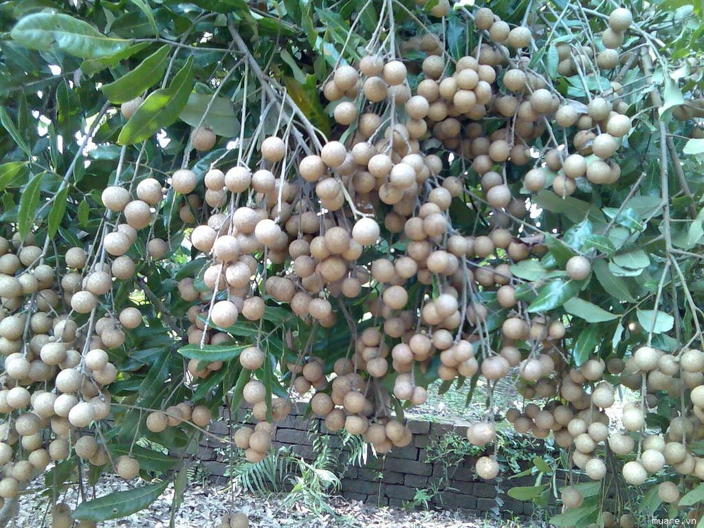 Nhãn lồng Hưng Yên