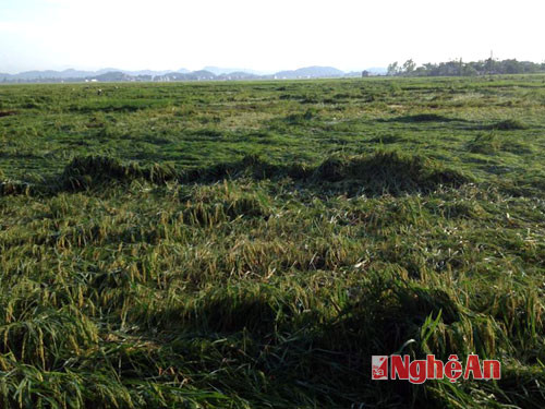 Nhiều diện tích lúa tại xã Quỳnh Thạch bị đổ ngã