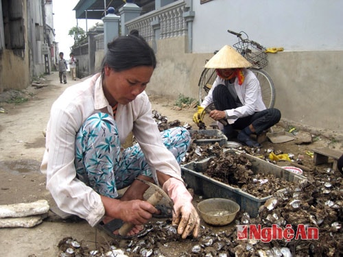 Người dân khối 10- phường Mai Hùng (TX. Hoàng Mai) thu hoạch hàu.