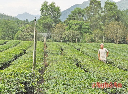 Hệ thống tưới phun mưa cho chè của gia đình chị Trần Thị Bình ở thôn 1, Thanh Thủy - Thanh Chương.