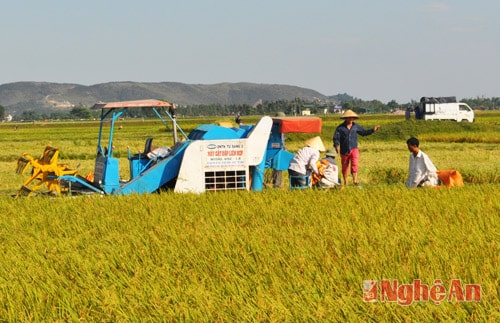 Thu hoạch vụ hè thu  bằng cơ giới  ở xã Nam Cát.