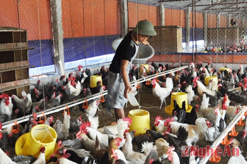 Trang trại chăn nuôi gà của ông Nguyễn Huy Tiến, xã Hưng Tiến (Hưng Nguyên).