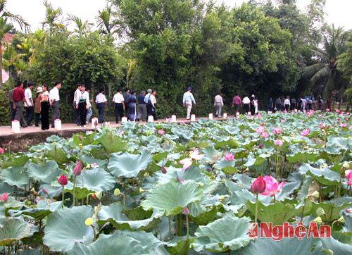 Hồ sen dọc đường vào quê nội Bác Hồ. Ảnh: Sỹ Minh