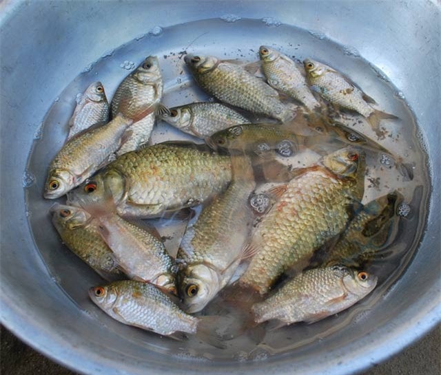Cá diếc