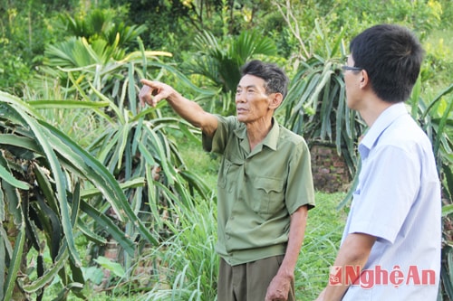 Ông Nguyễn Văn Tân (xóm 7, xã Nghĩa Hành) bên vườn thanh long.