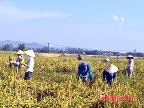 Thu hoạch lúa xuân ở Yên Thành.