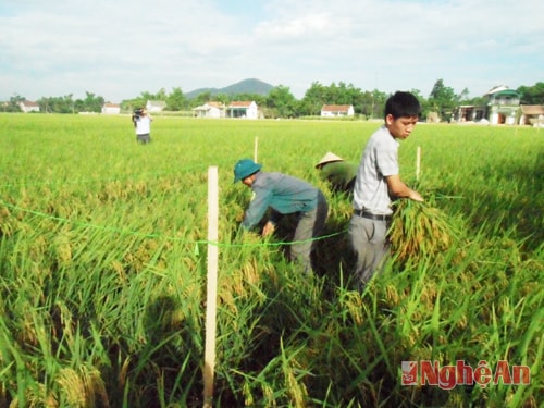Tiến hành thu hoạch 10m2 tại mô hình
