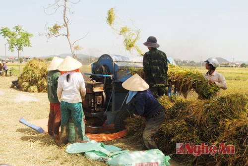 Nông dân xã Quỳnh Bá thu hoạch lúa vụ xuân trong niềm vui được mùa.