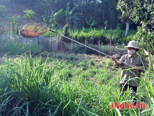 Bà Nguyễn Thị Lan ở xóm 1 dùng vợt bắt châu chấu trong vườn chè.