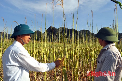 Cây ngô bị trụi phấn do chấu chấu phá hoại.