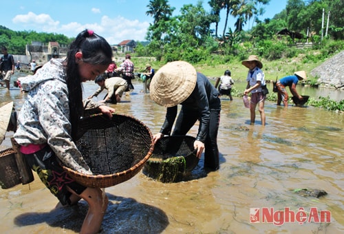 Xúc cá giữa nắng nóng.