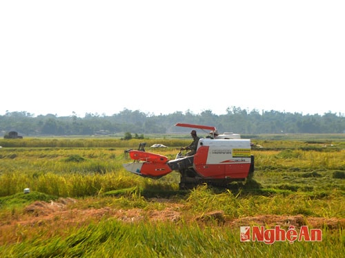 Máy gặt đập liên hợp trên cánh đồng xã Thanh Tường.