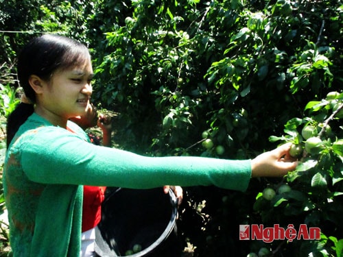 l Thiếu nữ Mông hái mận.