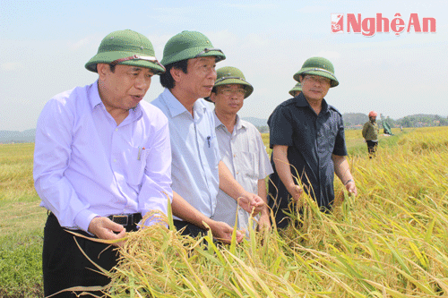 Đồng chí Nguyễn Xuân Đường kiểm tra giống lúa năng suất chất lượng cao tại Quỳnh Thuận- Quỳnh Lưu