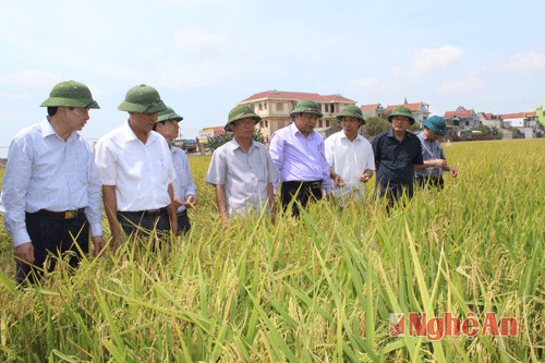 Giống lúa nội- thuần Việt lên ngôi ở Nghệ An với năng suất, chất lượng cao