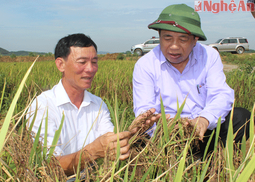 Ông Phan Văn Hòa- Cty TNHH Vĩnh Hòa- Vĩnh Thành (Yên Thành) giới thiệu với Chủ tịch UBND tỉnh về giống lúa tím thảo dược