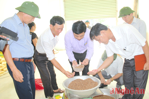 Sản phẩm gạo tím ở Nghệ An được đánh giá như một thảo dược có khả năng chữa bệnh tim mạch