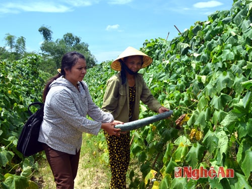 Cán bộ nông nghiệp xã Đồng Văn, huyện Thanh Chương kiểm tra vườn bí  đến thời kỳ thu hoạch.