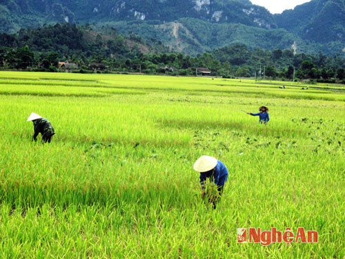 Mùa gặt trên cánh đồng Mường Quạn (Lục Dạ - Con Cuông)