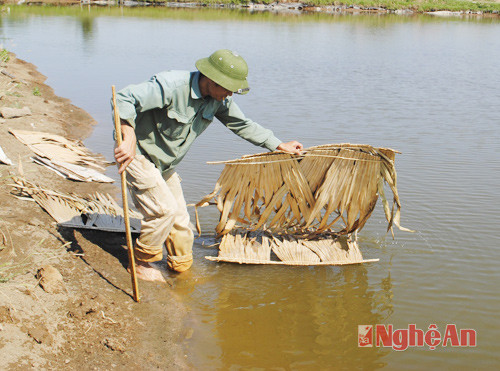 Người dân Diễn Vạn (Diễn Châu) dùng tranh nứa thả xuống ao tạo bóng mát cho cá trú ẩn.