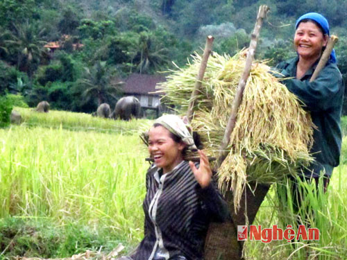 Trên phần ruộng bậc thang bản Chằn Nằn (Chi Khê)