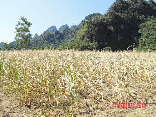 Cây ngô bị khô héo do hạn hán kéo dài. Ảnh: P.V.M