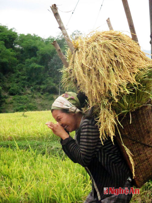 Gùi lúa về nhà