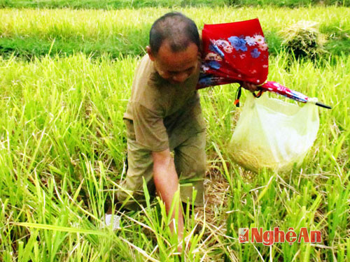 Mót người đàn ông đang mót lúa sót lại sau mùa gặt