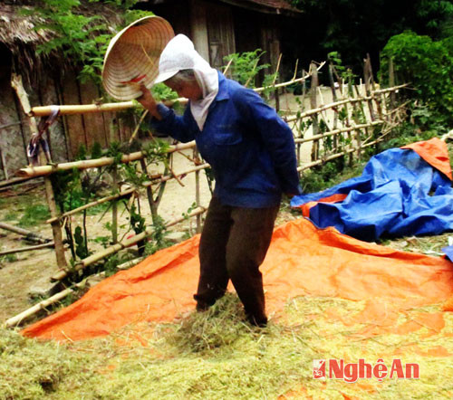 Nhưng phương pháp đạp lúa bằng chân từ ngàn xưa vẫn chưa bị lãng quên