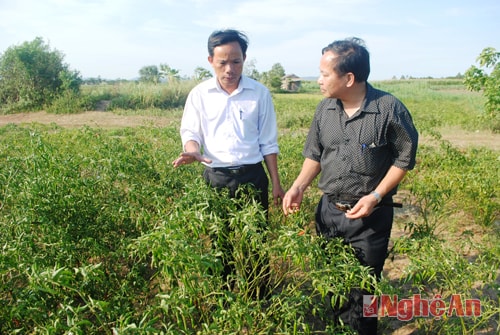 Mô hình trồng ớt xuất khẩu tại xã Nghĩa Mỹ, TX. Thái Hòa.