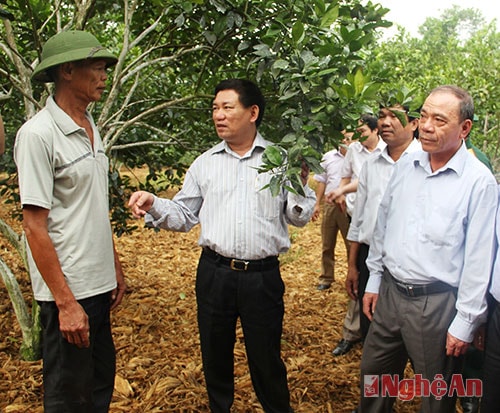 Đồng chí Bí thư Tỉnh ủy thăm mô hình trồng cam ở bản Pha, xã Yên Khê