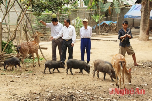 Trang trại tổng hợp của ông Nguyễn Nhật Thực ở bản Xiêng Hương - xã Xá Lượng - Tương Dương.  Ảnh: N.s