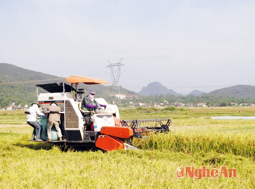 Sử dụng máy gặt kubota ở Tăng Thành - Yên Thành.