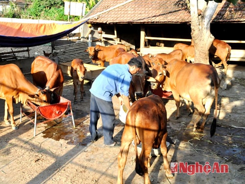 Mô hình chăn nuôi bò hàng hóa của ông Lê Hoài Thanh - thôn 1, xã Tam Sơn (Anh Sơn).