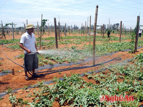 Mô hình trồng gấc kết hợp dưa hấu, dược liệu dưới tán cây của anh Hồ Quốc Hoàng, xã Quỳnh Bảng (Quỳnh Lưu).