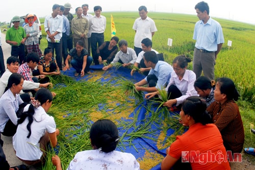 Nông dân xã Bắc Thành kiểm tra năng suất giống lúa mới tại ruộng.   Ảnh:  Hồ Các