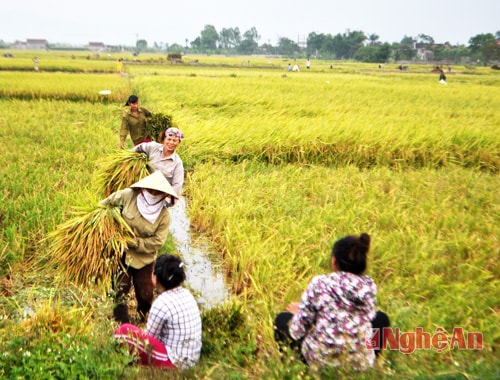 Dù thời tiết nắng nóng nhưng được mùa nên bà con nông dân rất phấn khởi