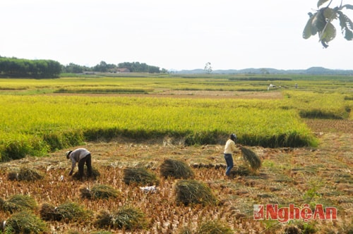 Cánh đồng lúa vàng ở Thanh Liên (Thanh Chương)