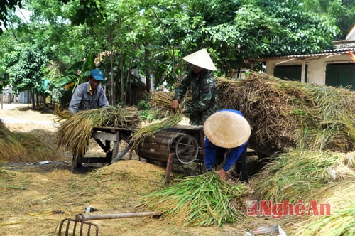 Gặt đến đâu, lúa được tuốt ngay để phơi cho được nắng