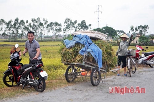 Lúa được chất đầy trên những chiếc xe kiến an 