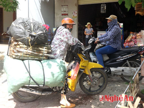 Lái buôn vận chuyển quế về các cơ sở thu mua lớn.